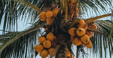 Duurzame Palmolie (RSPO)